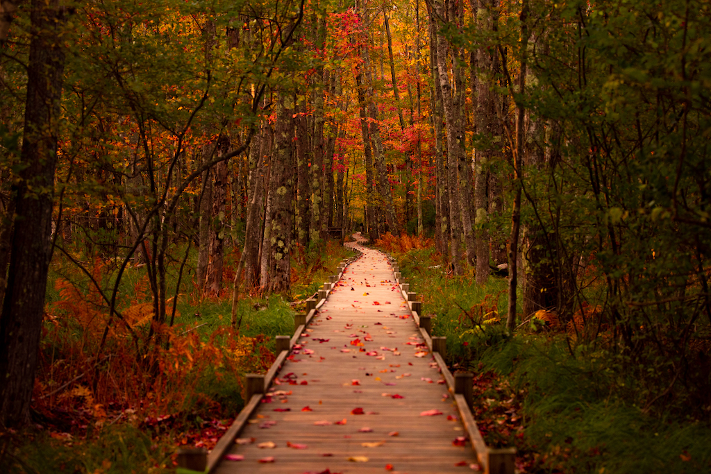 nature trail photo
